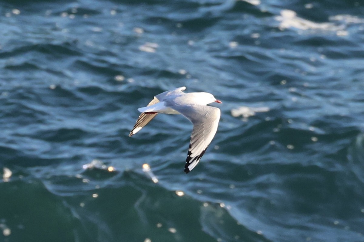 Mouette argentée - ML637729321