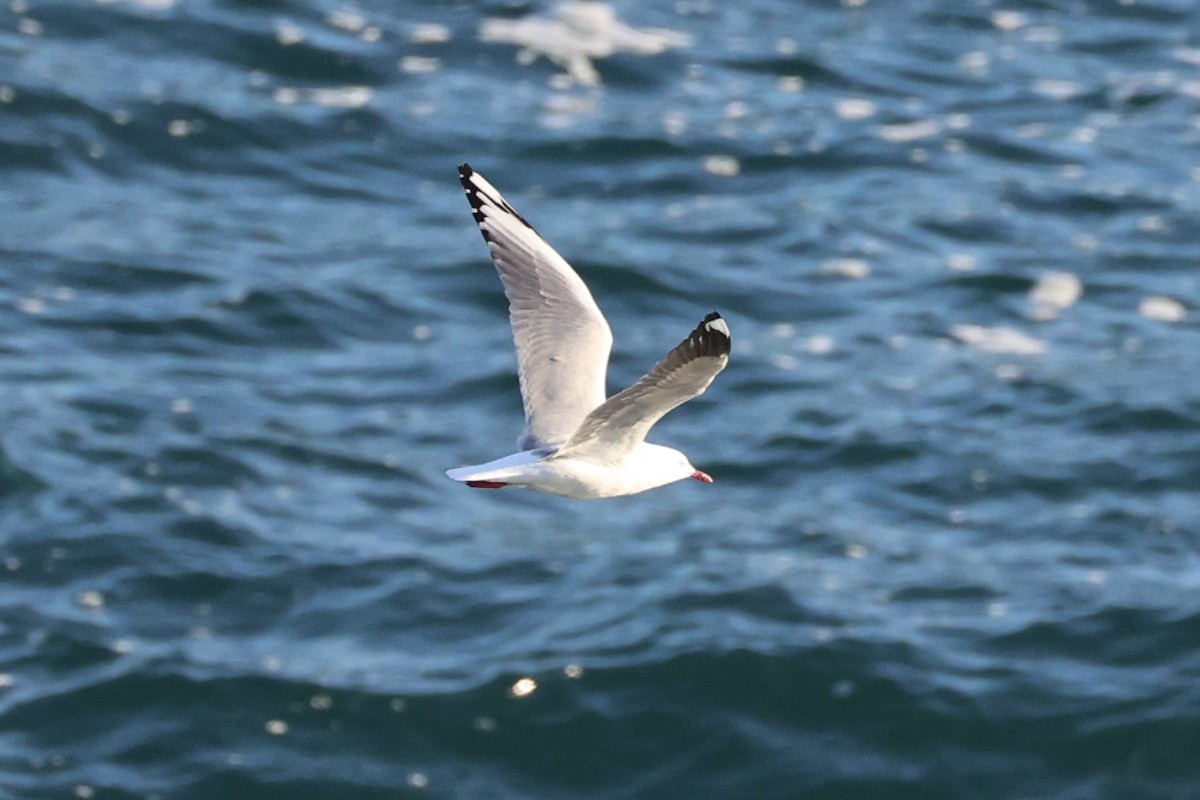 Mouette argentée - ML637729322
