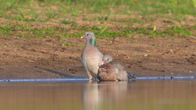 Pigeon colombin - ML637729328