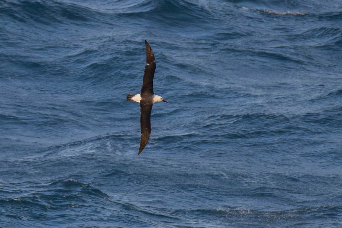Albatros de Carter - ML637729331