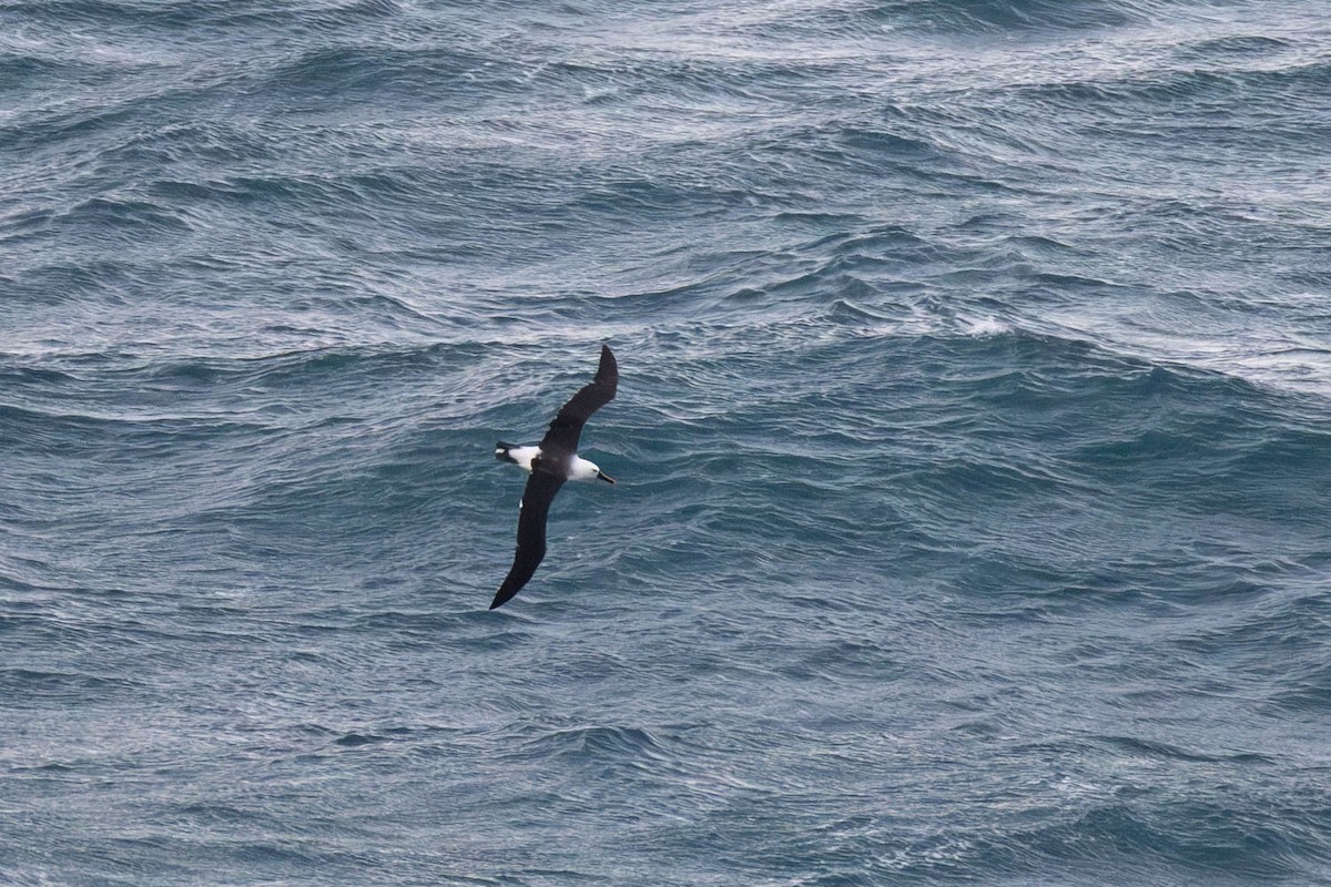 Albatros de Carter - ML637729332