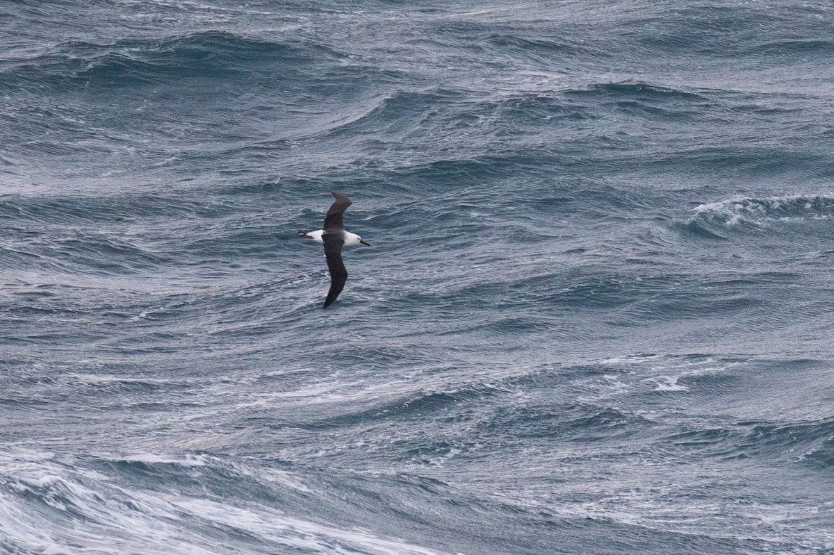 Albatros de Carter - ML637729333