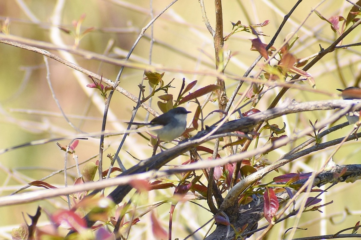 Prinia de Hodgson - ML637729334