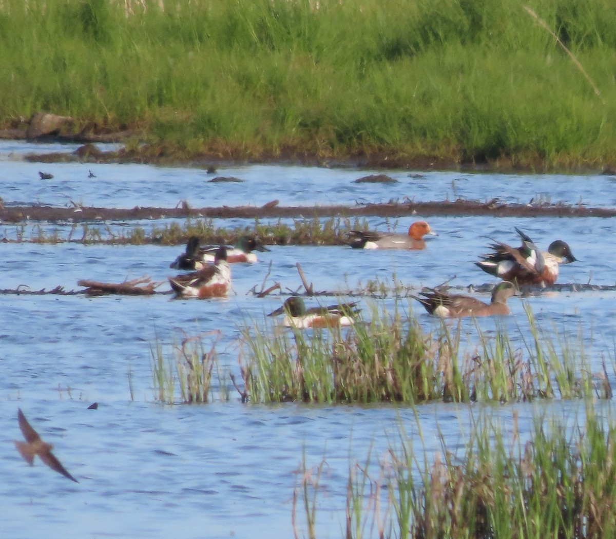 Canard siffleur - ML637729335