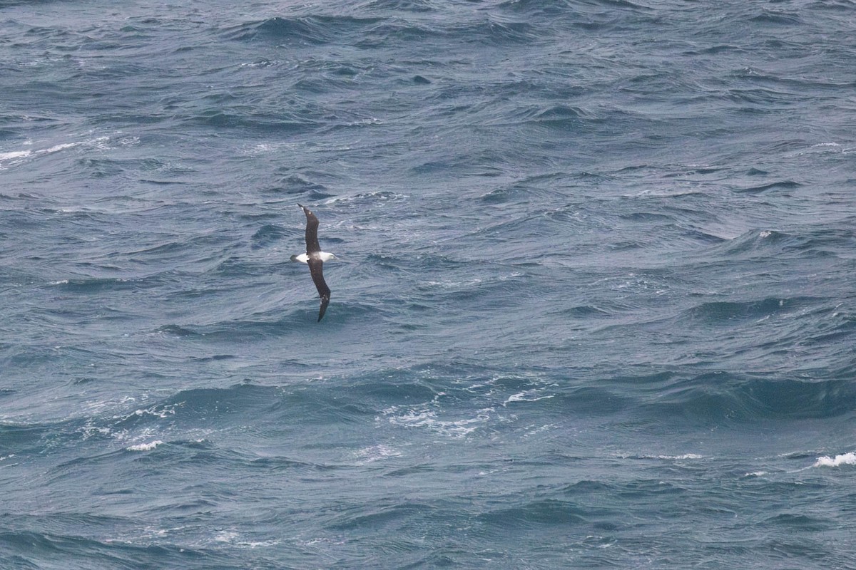 Albatros à cape blanche - ML637729336