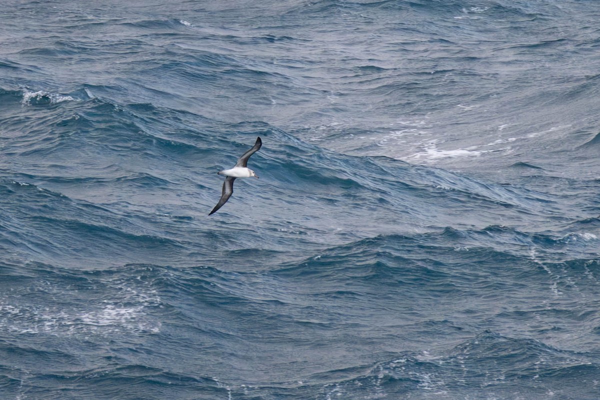 Albatros à sourcils noirs - ML637729341