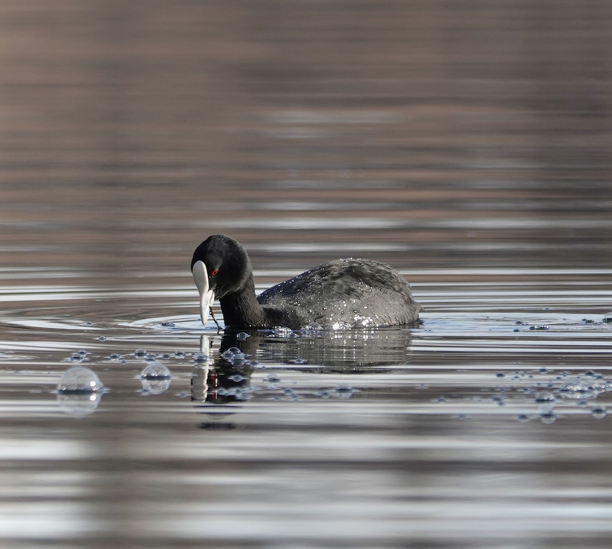 Eurasian Coot - ML637729347