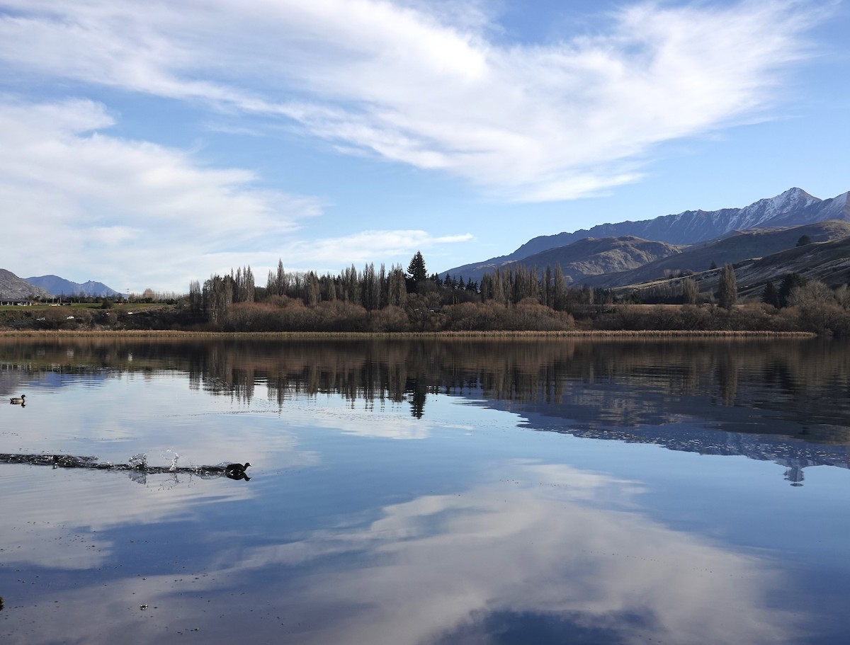 Eurasian Coot - ML637729348