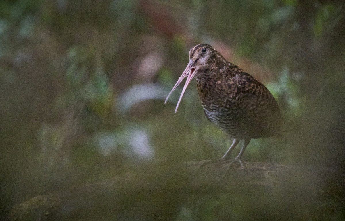 Imperial Snipe - ML637729358