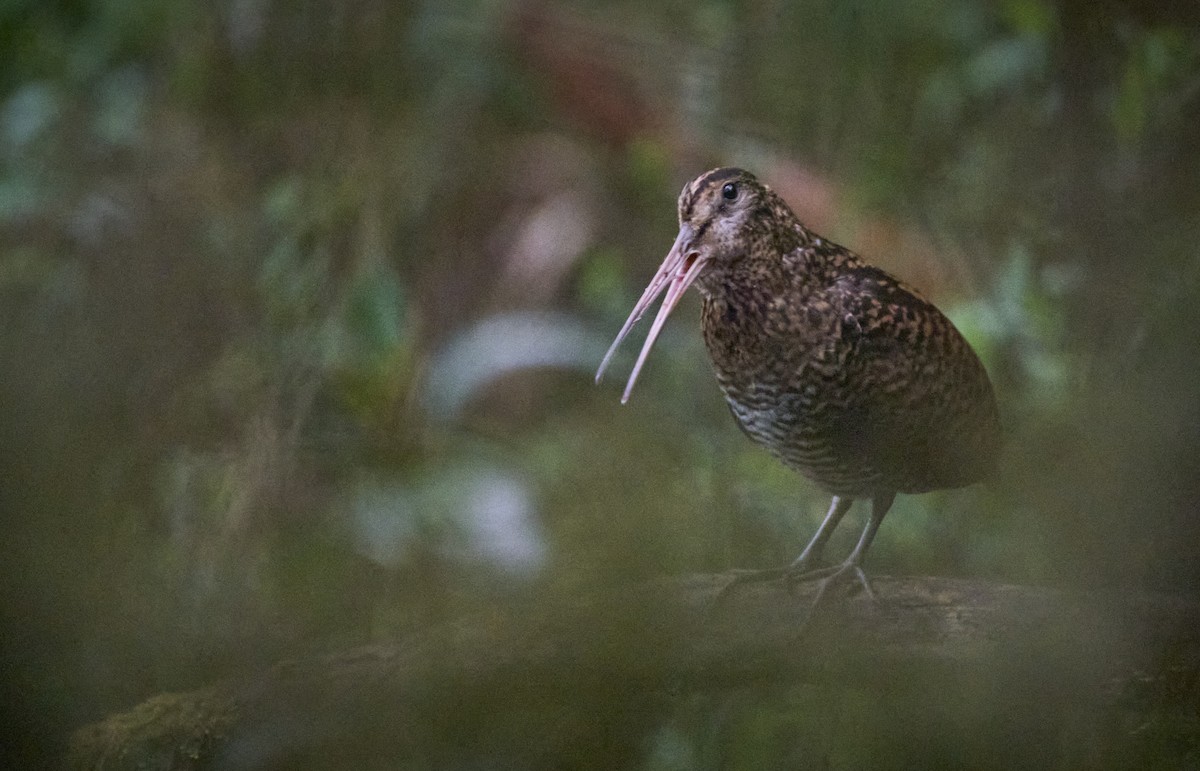 Imperial Snipe - ML637729359