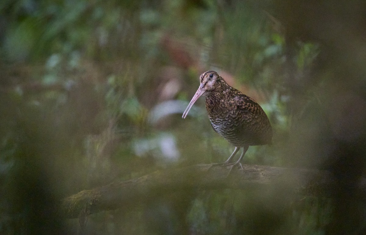 Imperial Snipe - ML637729361