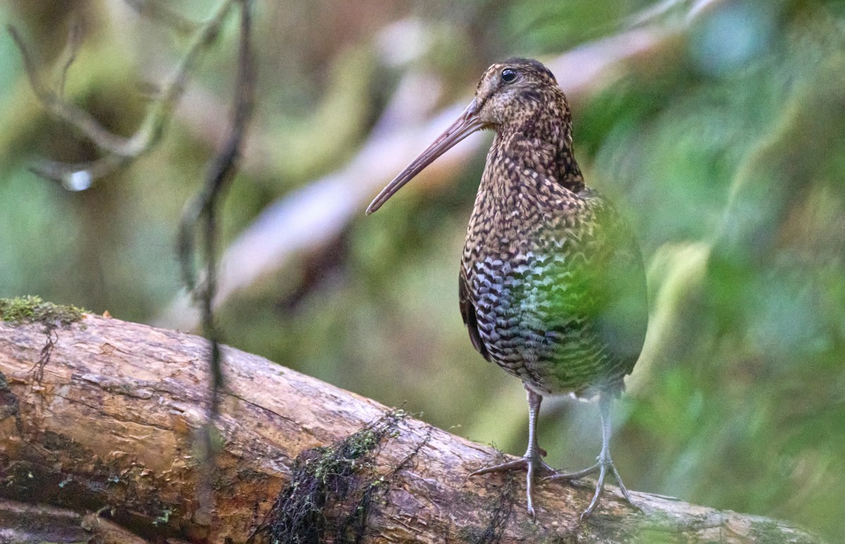 Imperial Snipe - ML637729367