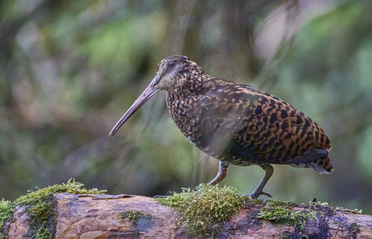 Imperial Snipe - ML637729369