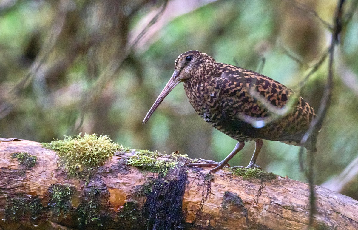 Imperial Snipe - ML637729373
