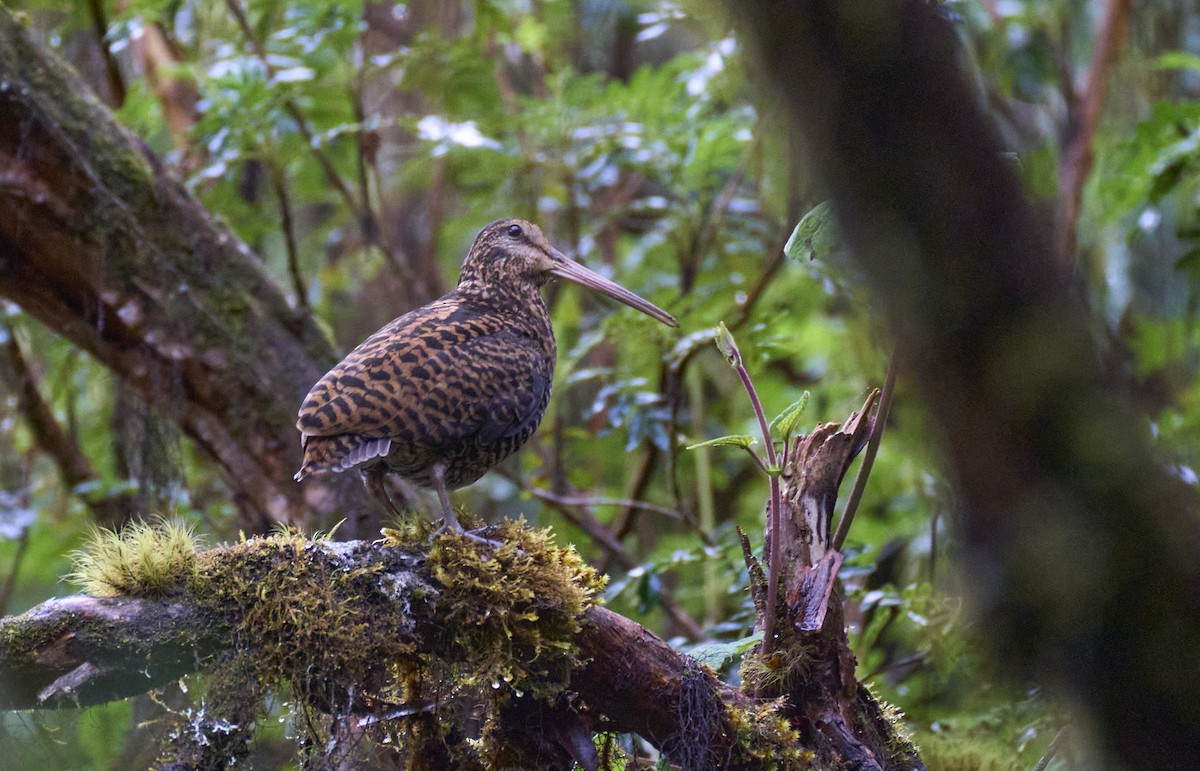 Imperial Snipe - ML637729374