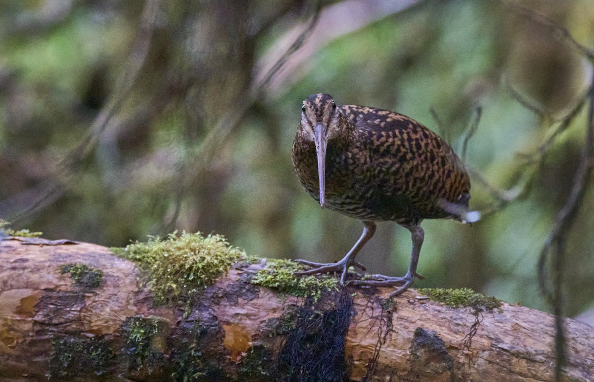 Imperial Snipe - ML637729375