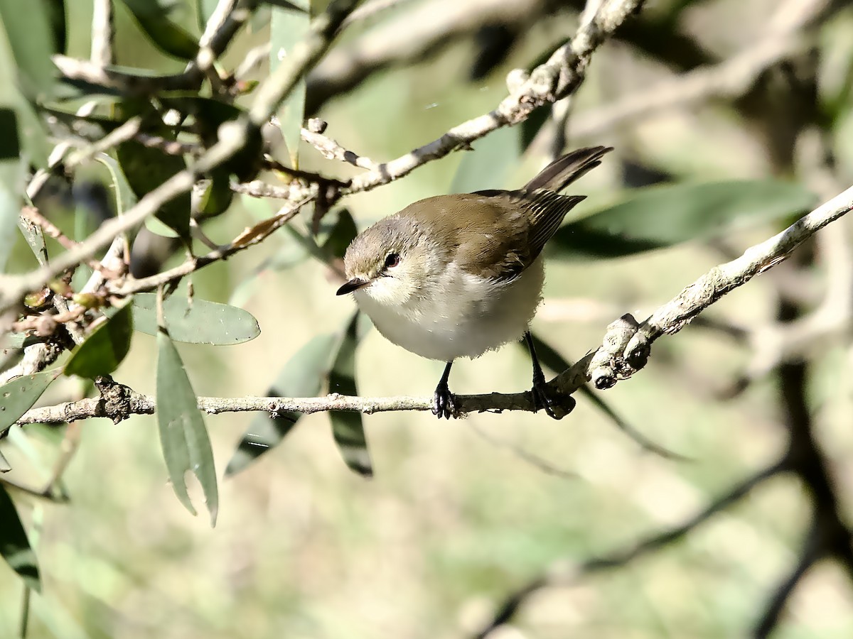 Mangrove Gerygone - ML637729377
