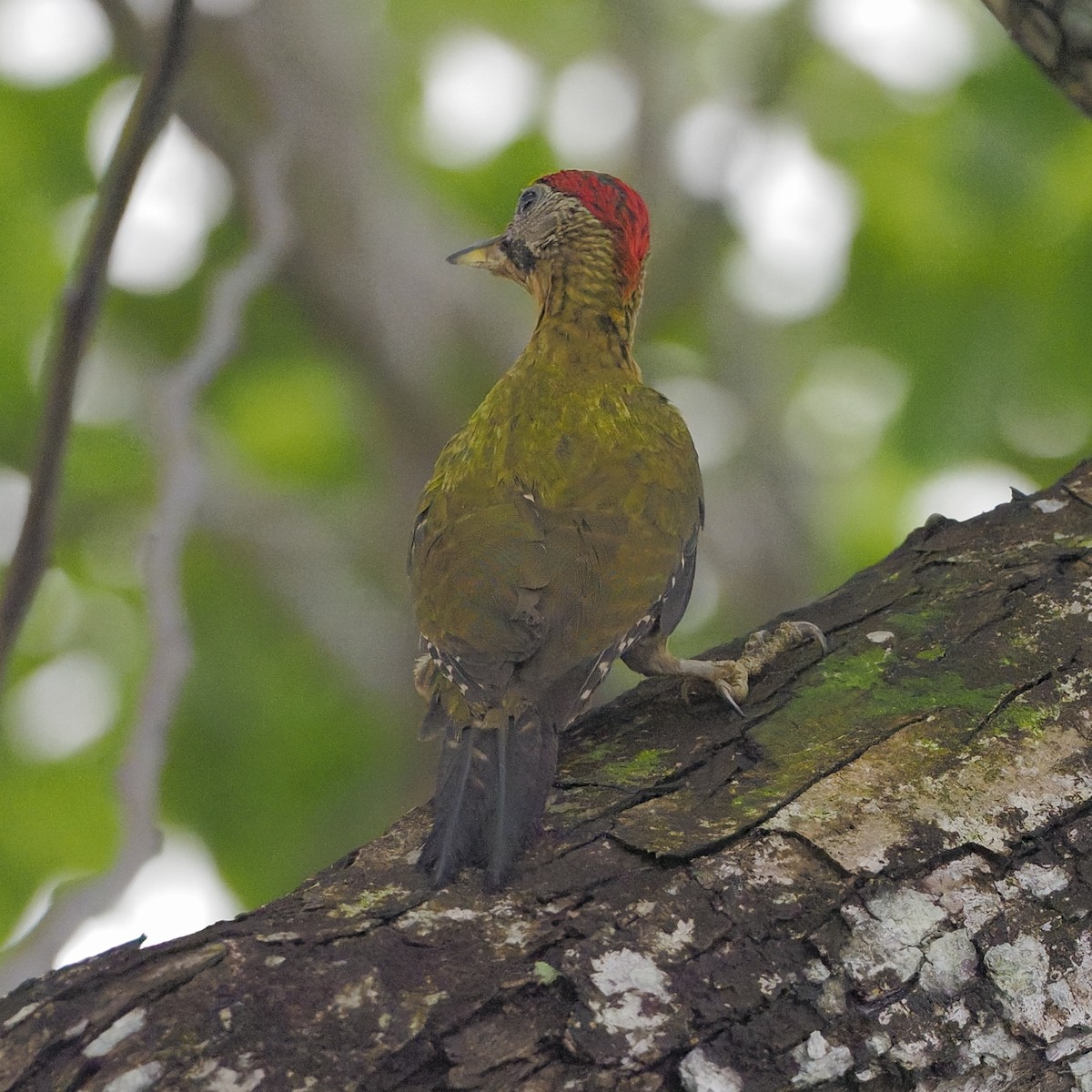 Laced Woodpecker - ML637729384
