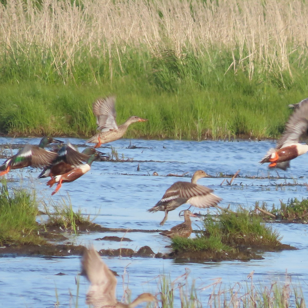 Northern Pintail - ML637729403