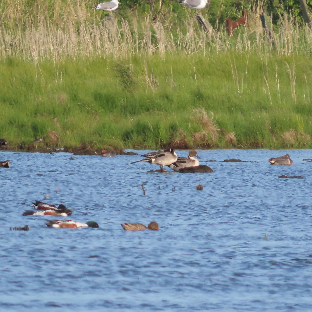 Northern Pintail - ML637729407