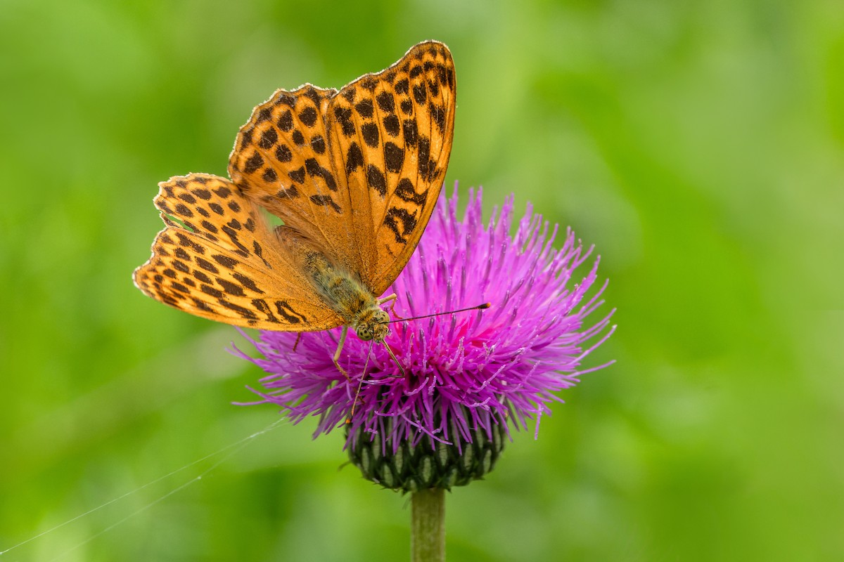 Insects - ML637729409