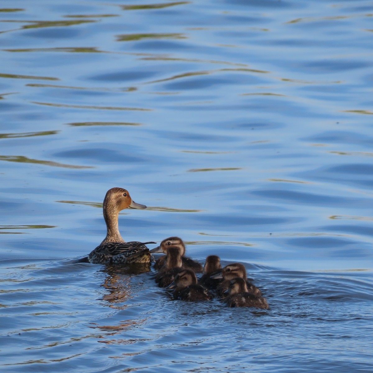 Northern Pintail - ML637729416