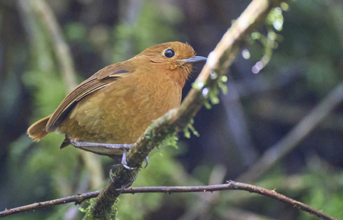 Equatorial Antpitta - ML637729439