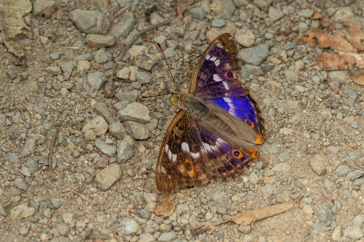 Insects - ML637729441