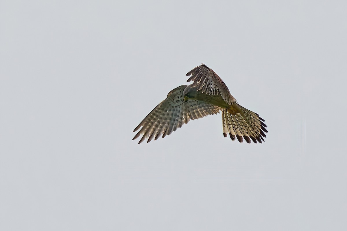 Eurasian Kestrel - ML637729454