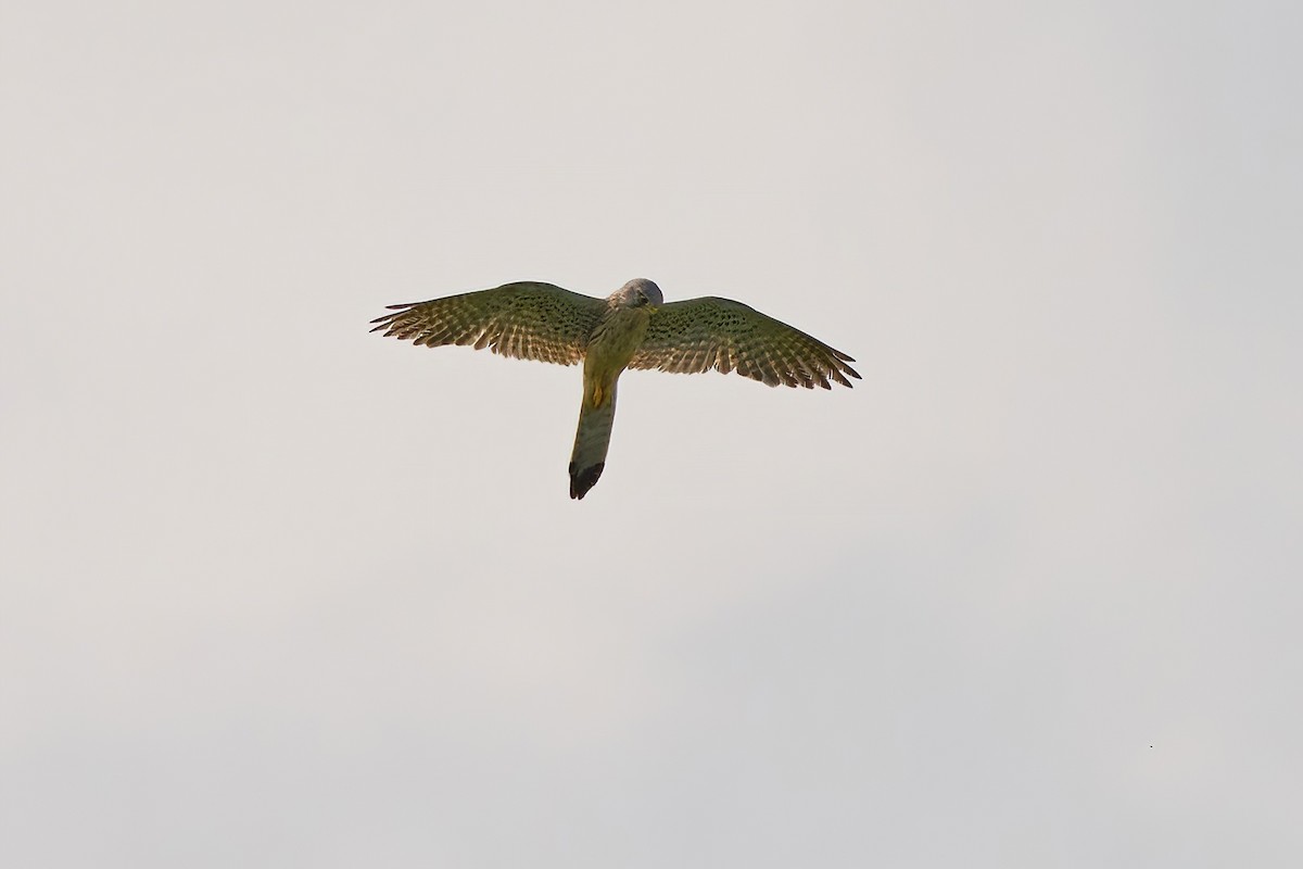 Eurasian Kestrel - ML637729456