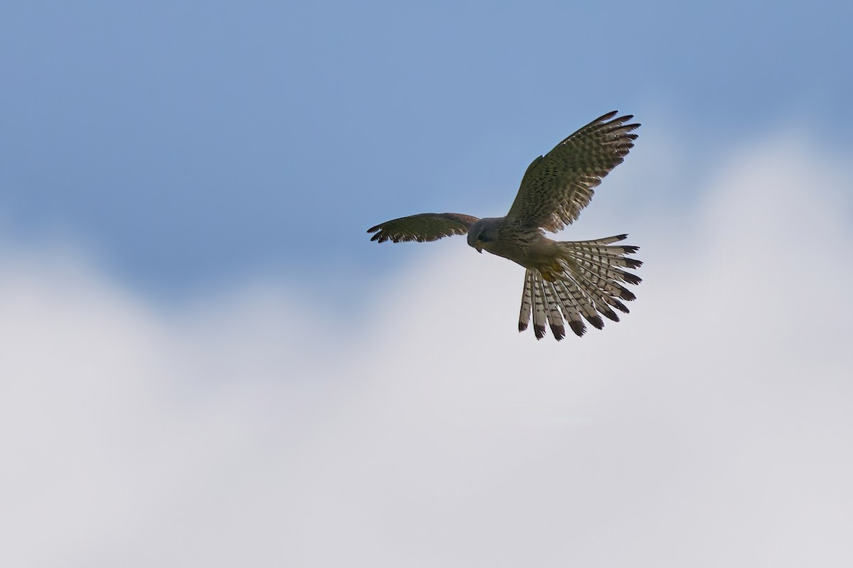 Eurasian Kestrel - ML637729457
