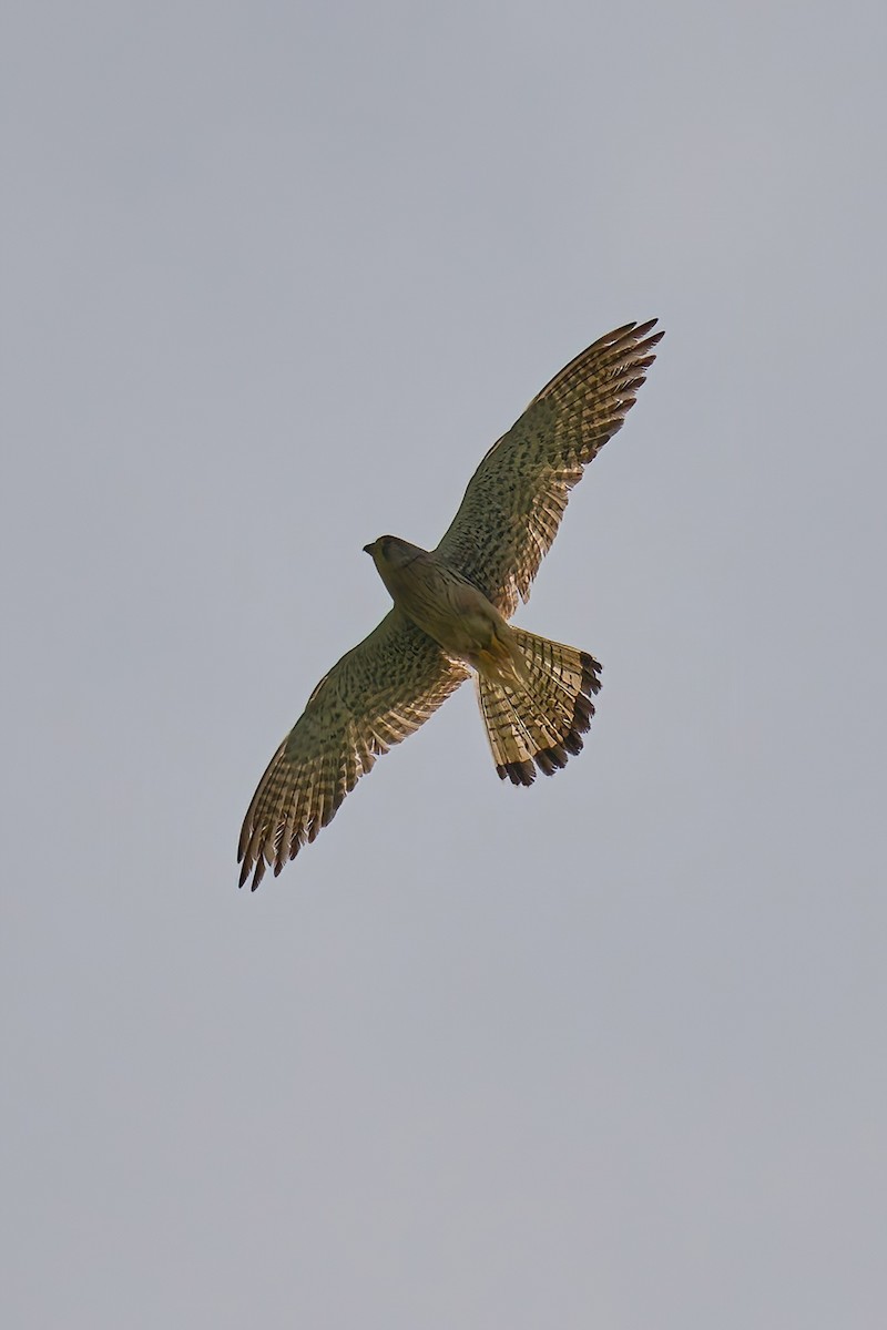 Eurasian Kestrel - ML637729458