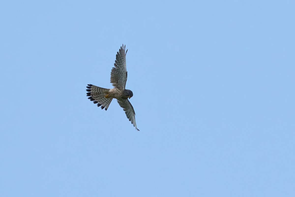 Eurasian Kestrel - ML637729459