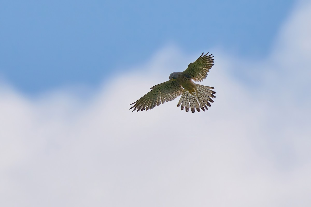 Eurasian Kestrel - ML637729460