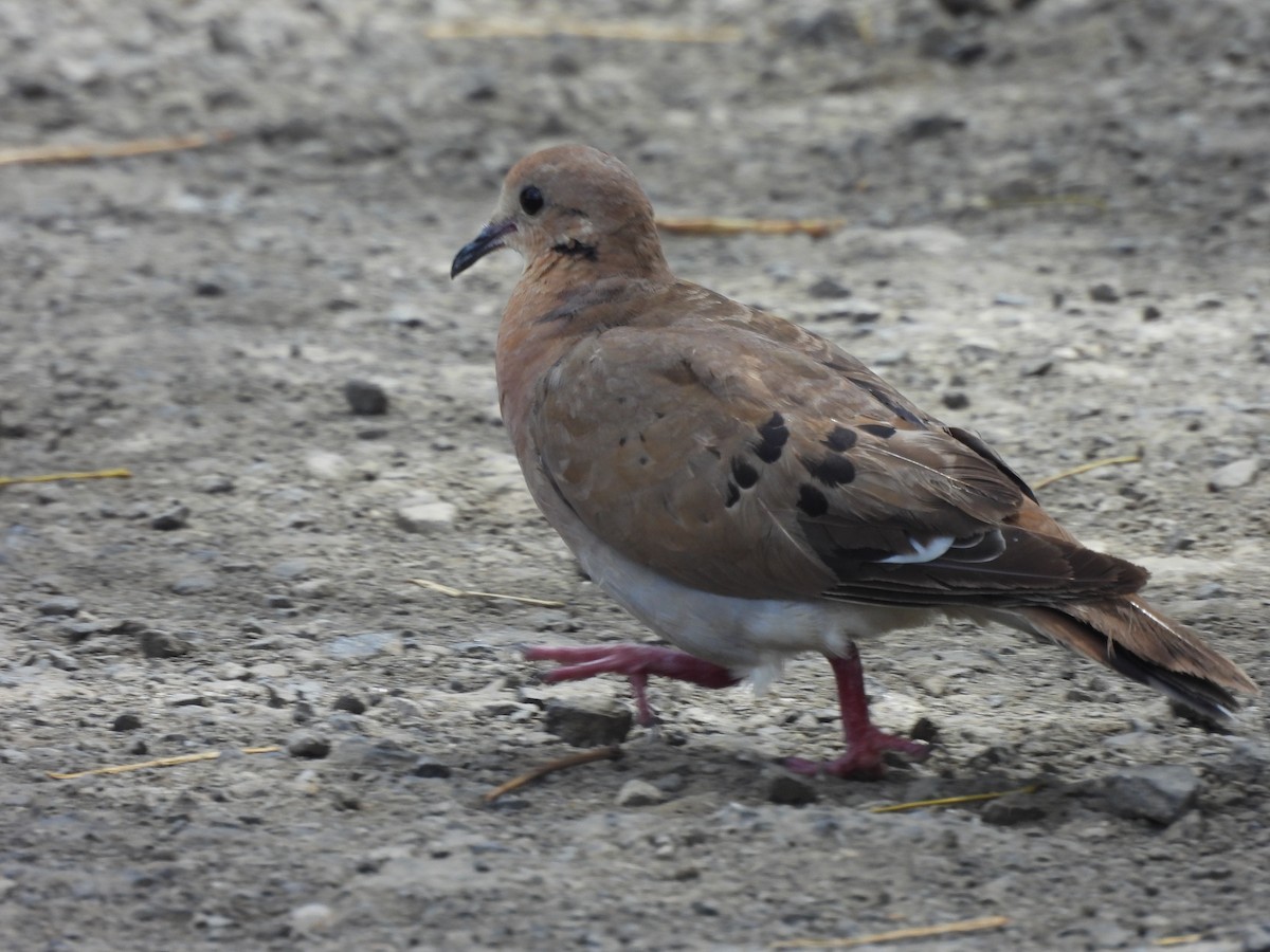 Zenaida Dove - ML637729467
