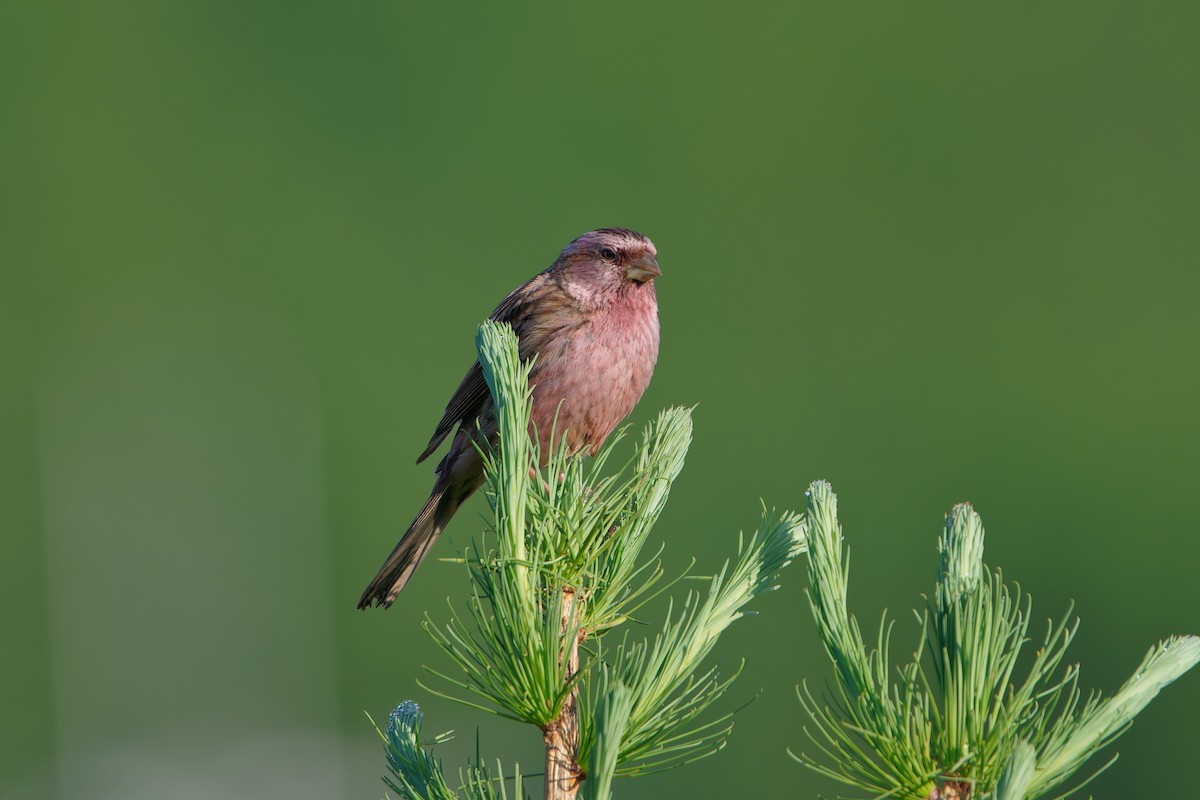 Chinese Beautiful Rosefinch - ML637729470