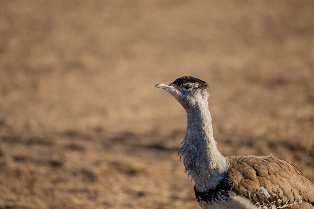 Australian Bustard - ML637729472