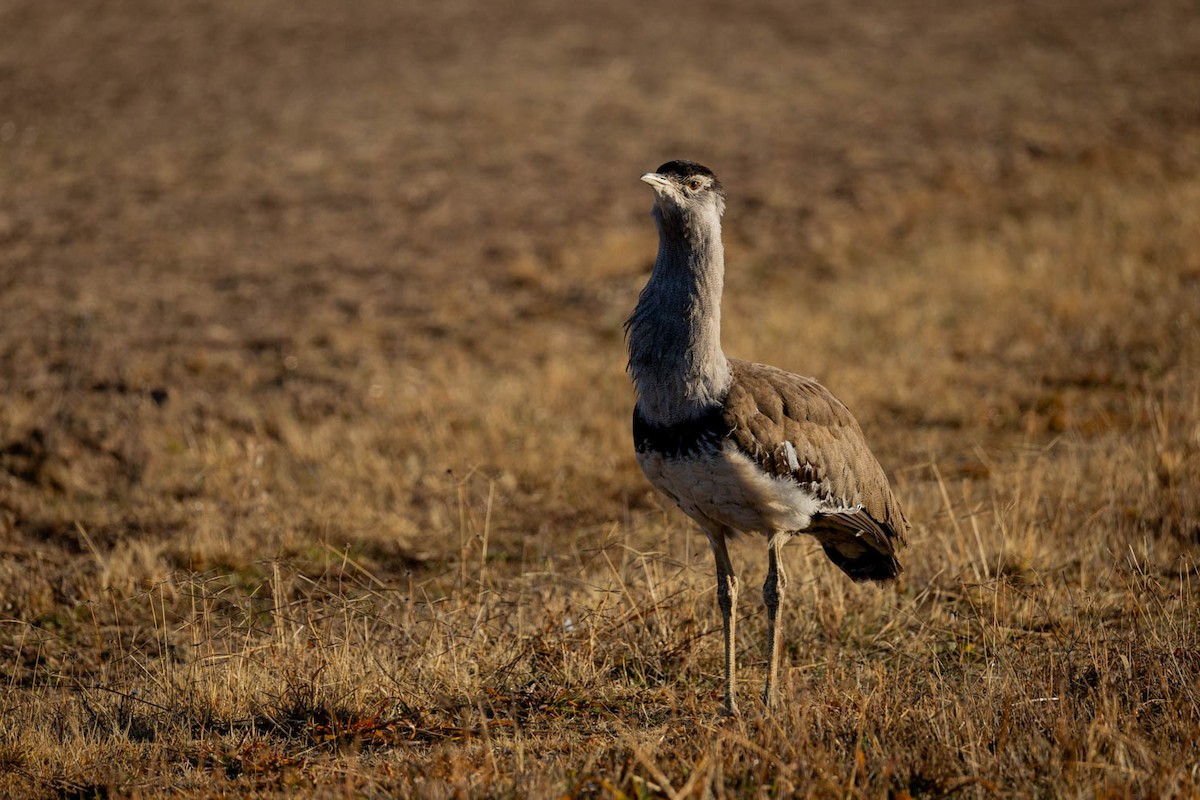 Australian Bustard - ML637729473
