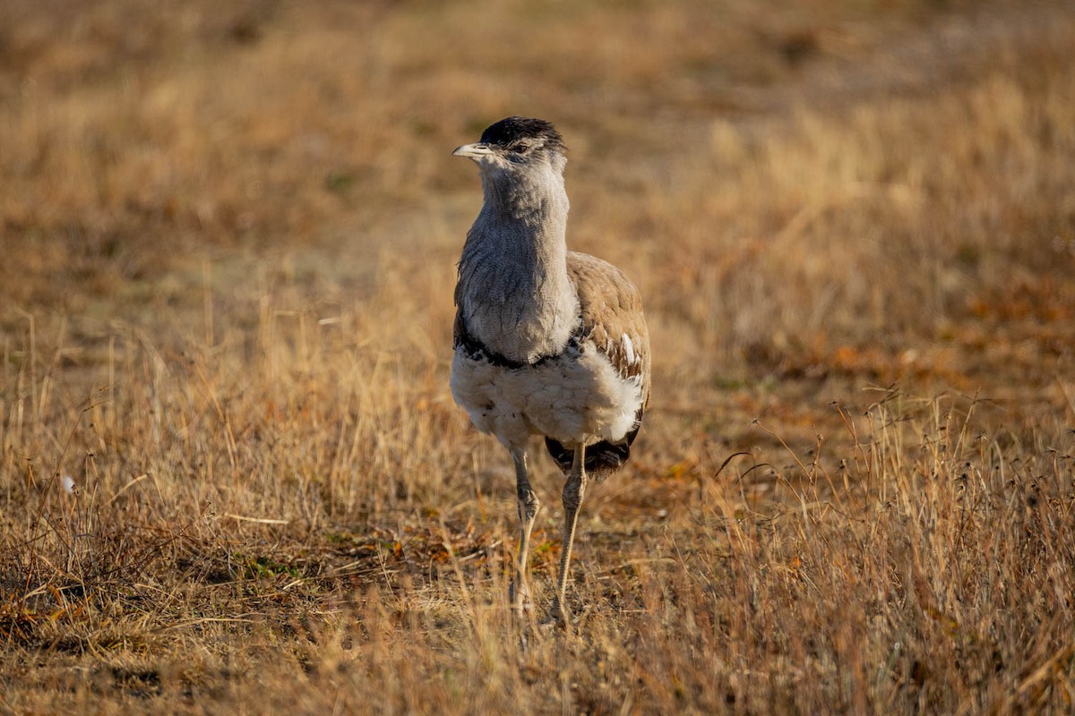 Australian Bustard - ML637729474