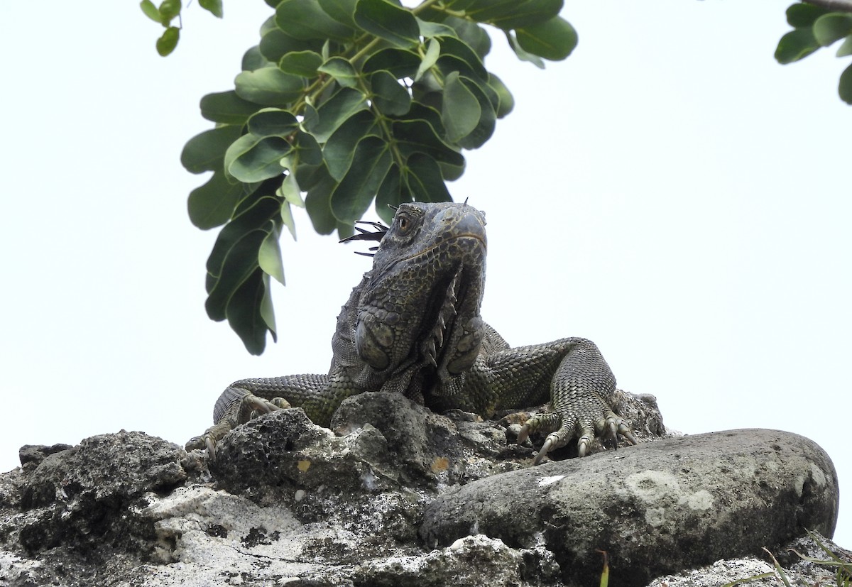 Reptiles - ML637729477