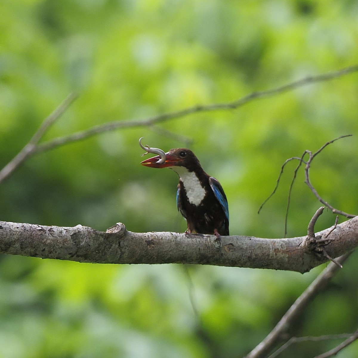 White-throated Kingfisher - ML637729479