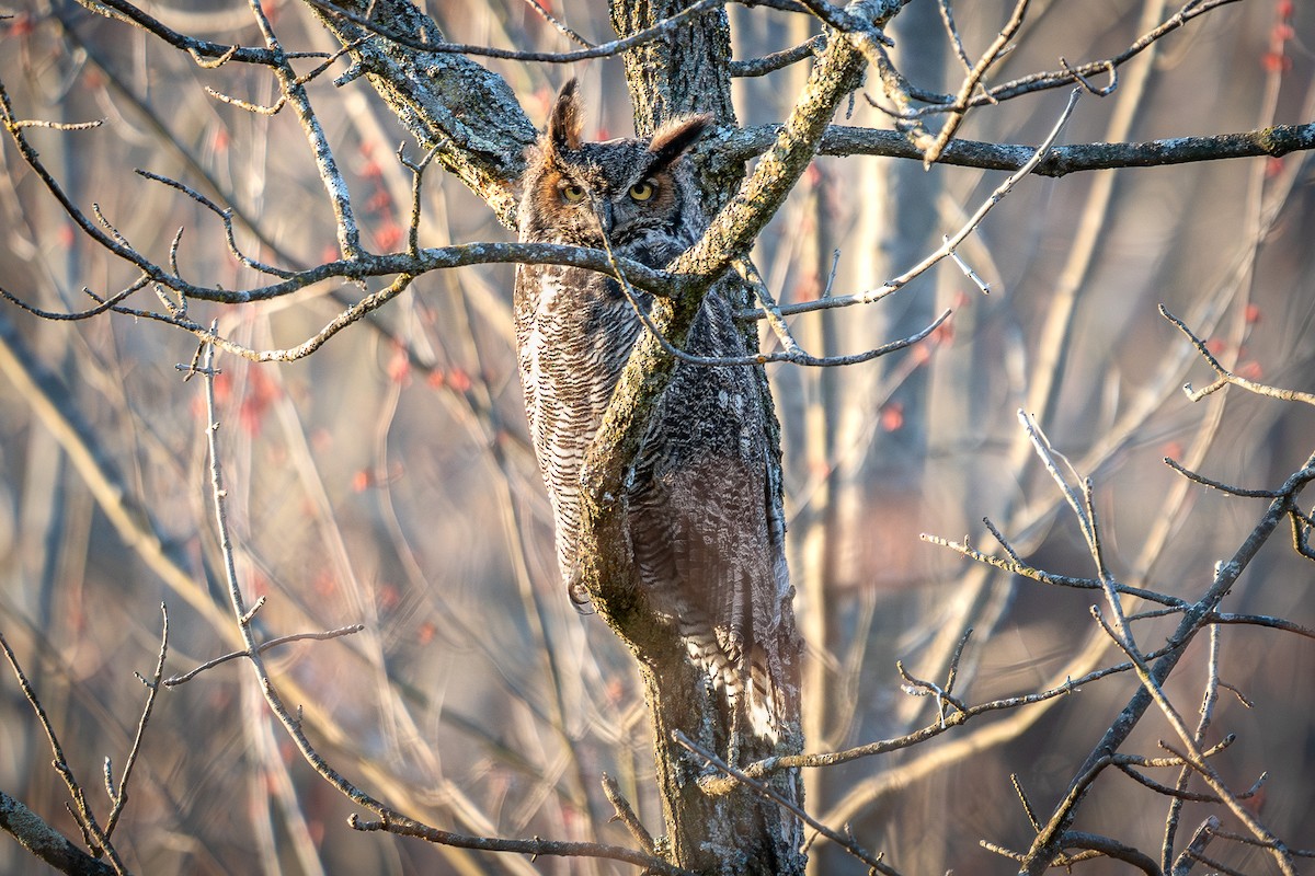 Great Horned Owl - ML637729482