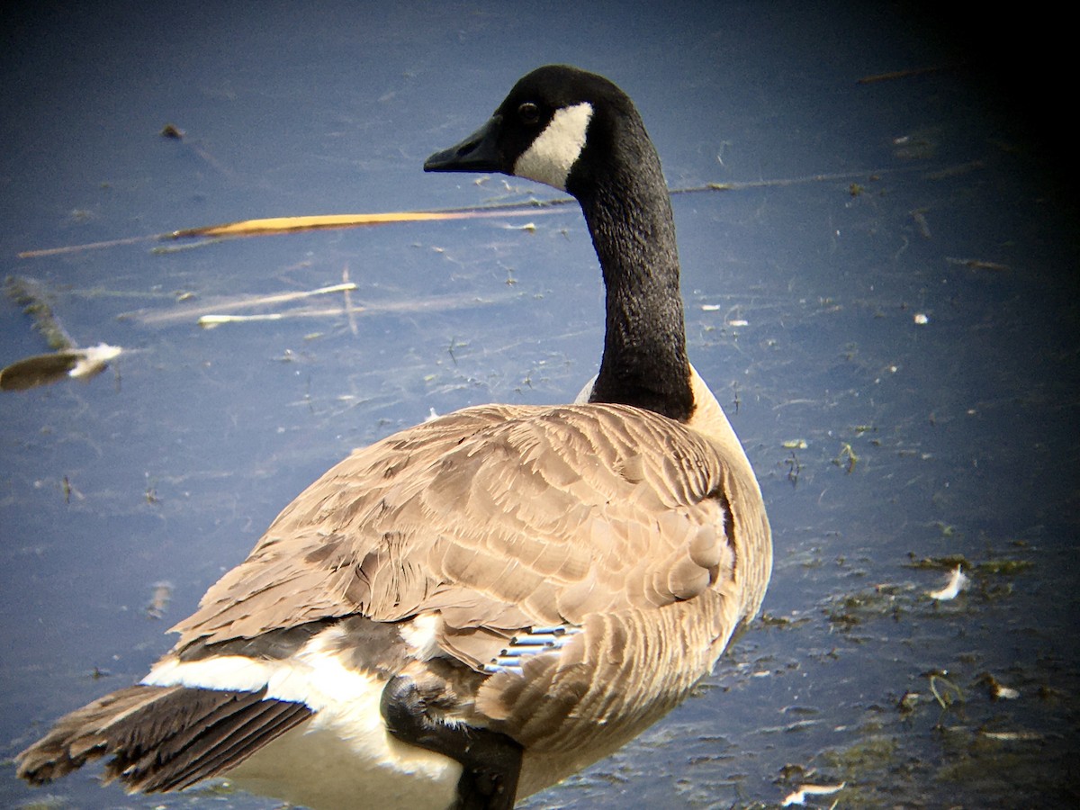 Canada Goose - ML637729484