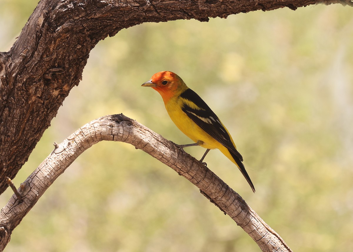 Western Tanager - ML637729486