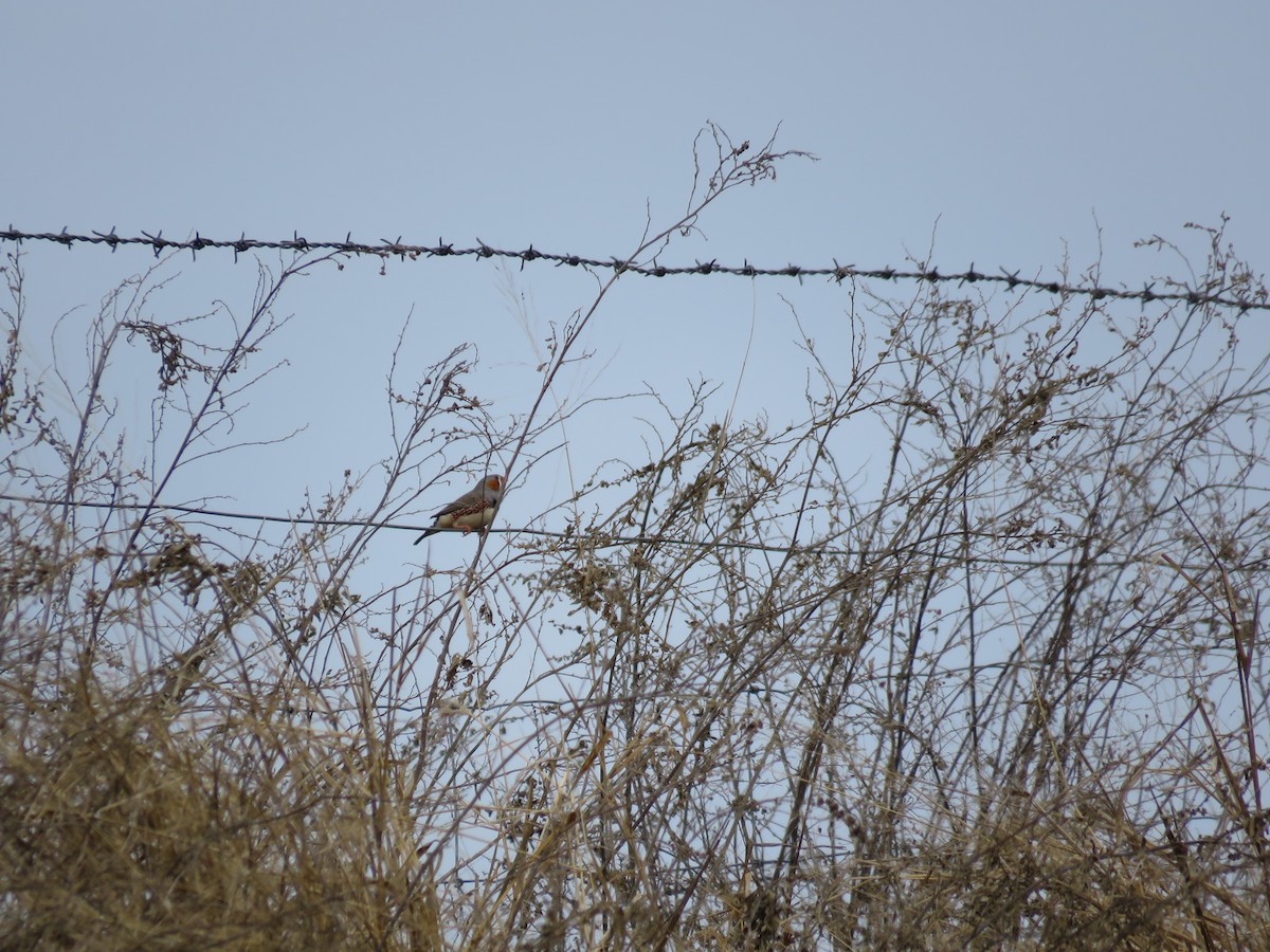 Zebra Finch - ML637729487