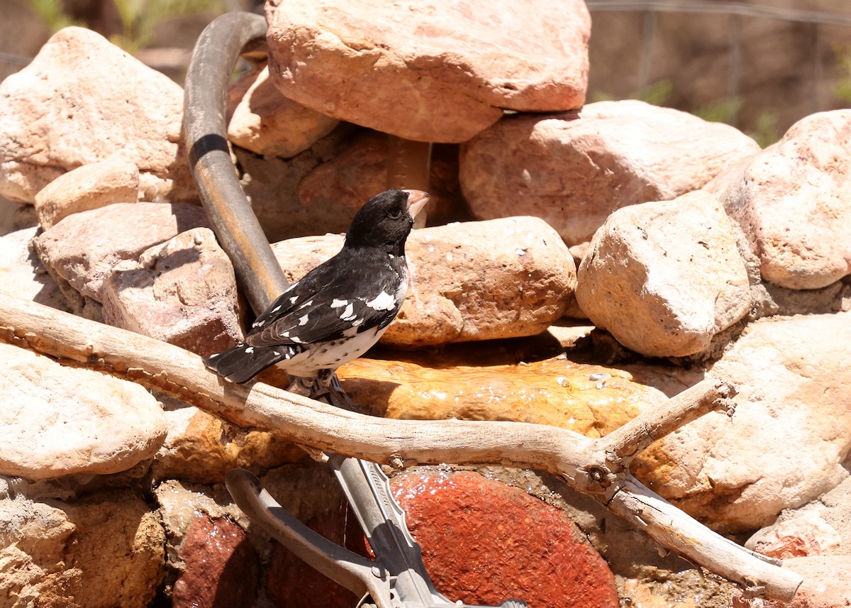 Rose-breasted Grosbeak - ML637729489
