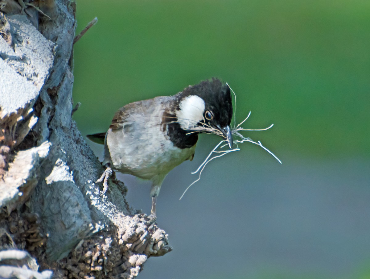 White-eared Bulbul - ML637729513