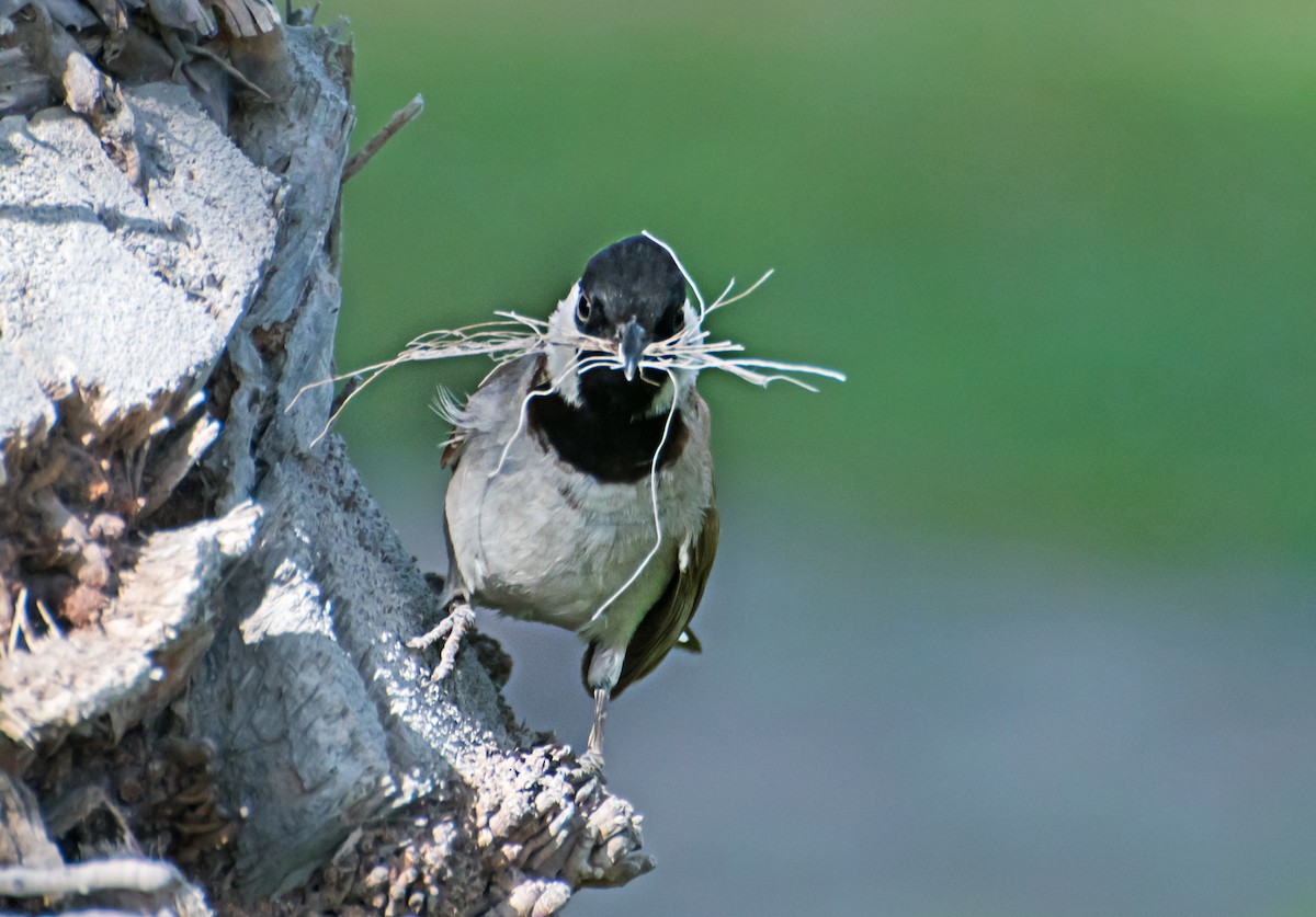 White-eared Bulbul - ML637729514