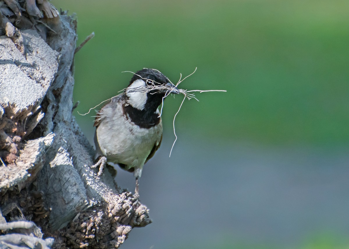 White-eared Bulbul - ML637729515