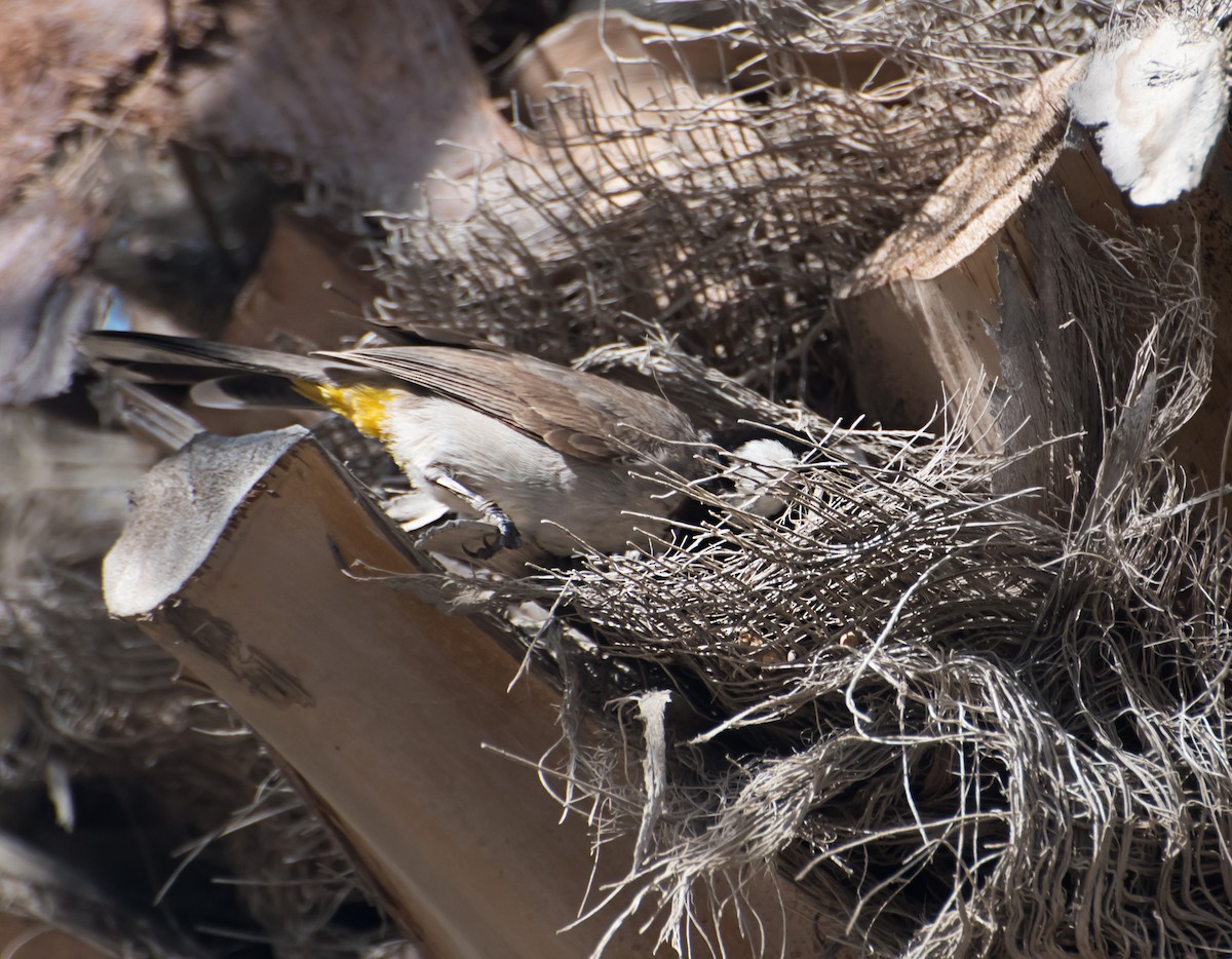 White-eared Bulbul - ML637729516